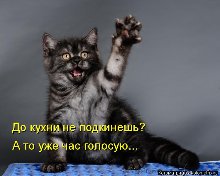 До кухни не подкинешь? А то уже час голосую...... Котоматрица: До кухни не подкинешь? А то уже час голосую...