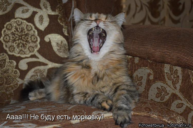 Аааа!!! Не буду есть морковку!... Котоматрица: Аааа!!! Не буду есть морковку!