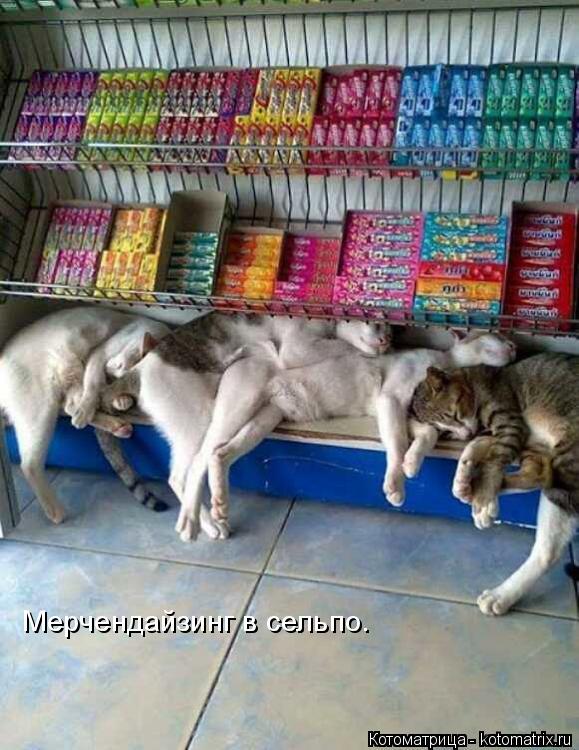 Мерчендайзинг в сельпо.... Котоматрица: Мерчендайзинг в сельпо.
