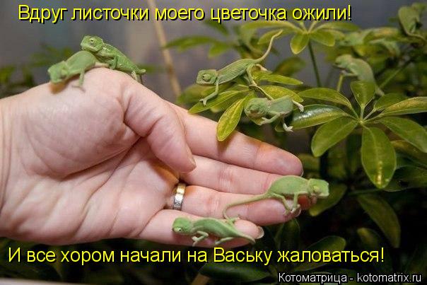 Вдруг листочки моего цветочка ожили! И все хором начали на Ваську жаловаться!... Котоматрица: Вдруг листочки моего цветочка ожили! И все хором начали на Ваську жаловаться!