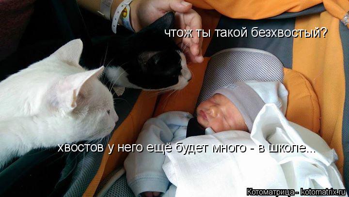 чтож ты такой безхвостый? хвостов у него ещё будет много - в школе...... Котоматрица: чтож ты такой безхвостый? хвостов у него ещё будет много - в школе...