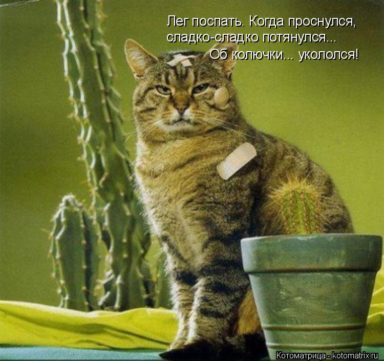 Лег поспать. Когда проснулся, сладко-сладко потянулся... Об колючки... укололся!... Котоматрица: Лег поспать. Когда проснулся, сладко-сладко потянулся... Об колючки... укололся!