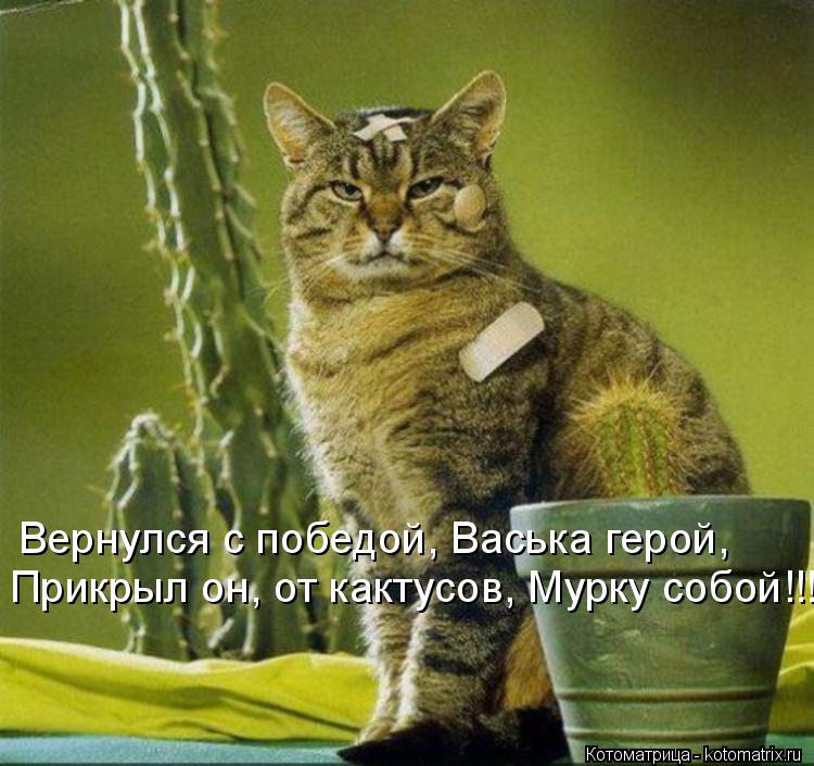 Вернулся с победой, Васька герой, Прикрыл он, от кактусов, Мурку собой!!!... Котоматрица: Вернулся с победой, Васька герой, Прикрыл он, от кактусов, Мурку собой!!!