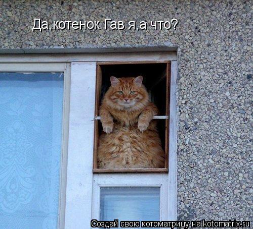 Да,котенок Гав я,а что?... Котоматрица: Да,котенок Гав я,а что?