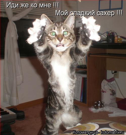 Иди же ко мне !!! Мой сладкий сахер !!!... Котоматрица: Иди же ко мне !!! Мой сладкий сахер !!!