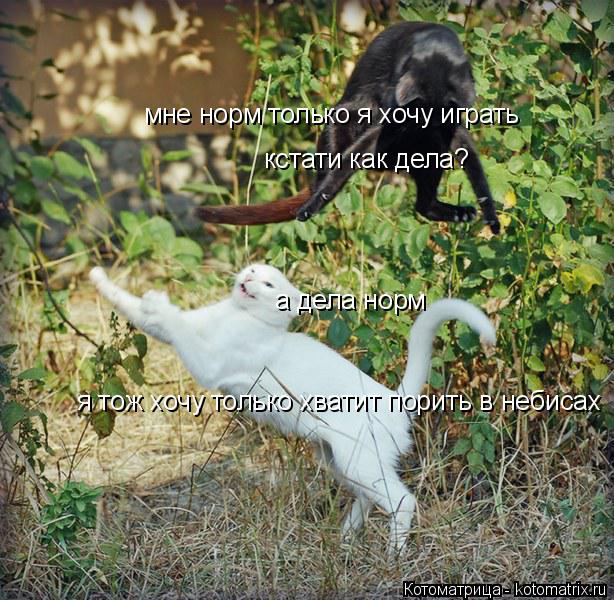 мне норм только я хочу играть я тож хочу только хватит порить в небисах кстати как дела? а дела норм... Котоматрица: мне норм только я хочу играть я тож хочу только хватит порить в небисах кстати как дела? а дела норм