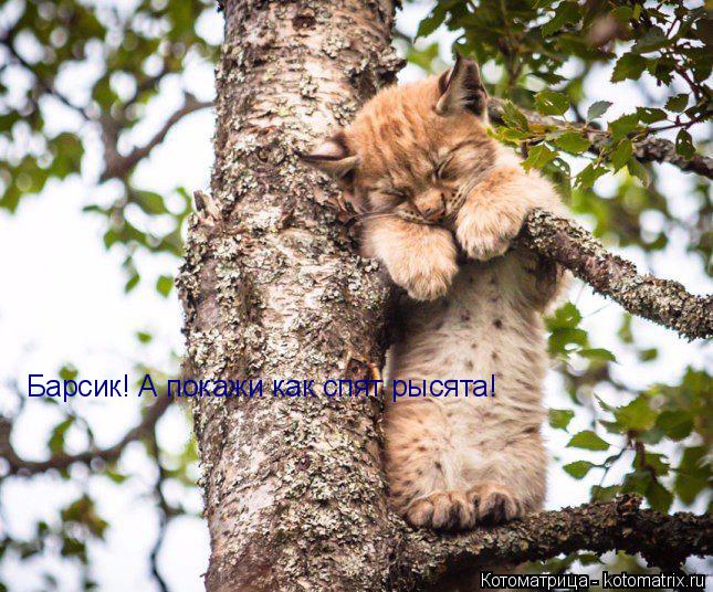 Барсик! А покажи как спят рысята!... Котоматрица: Барсик! А покажи как спят рысята!