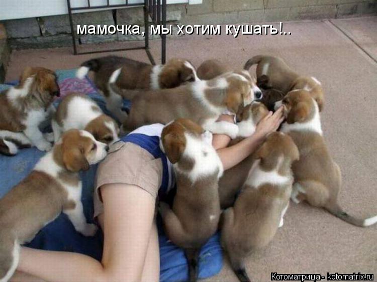 мамочка, мы хотим кушать!..... Котоматрица: мамочка, мы хотим кушать!..