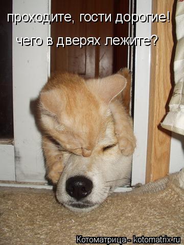 проходите, гости дорогие! чего в дверях лежите?... Котоматрица: проходите, гости дорогие! чего в дверях лежите?