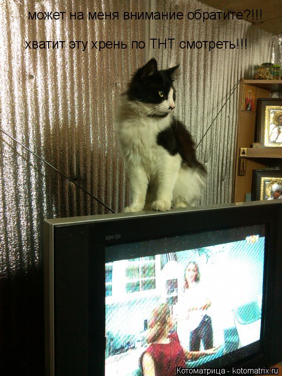 может на меня внимание обратите?!!! хватит эту хрень по ТНТ смотреть!!!... Котоматрица: может на меня внимание обратите?!!! хватит эту хрень по ТНТ смотреть!!!