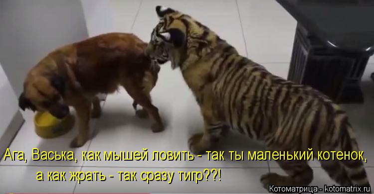 Котоматрица: Ага, Васька, как мышей ловить - так ты маленький котенок,  а как жрать - так сразу тигр??!