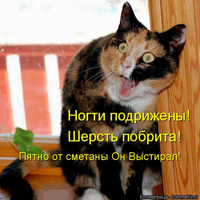 Ногти подрижены! Шерсть побрита! Пятно от сметаны Он Выстирал!... Котоматрица: Ногти подрижены! Шерсть побрита! Пятно от сметаны Он Выстирал!
