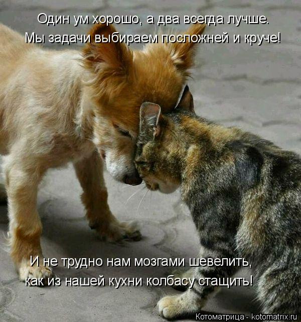 Один ум хорошо, а два всегда лучше. И не трудно нам мозгами шевелить, Мы задачи выбираем посложней и ... Котоматрица: Один ум хорошо, а два всегда лучше. И не трудно нам мозгами шевелить, Мы задачи выбираем посложней и круче! как из нашей кухни колбасу стащит