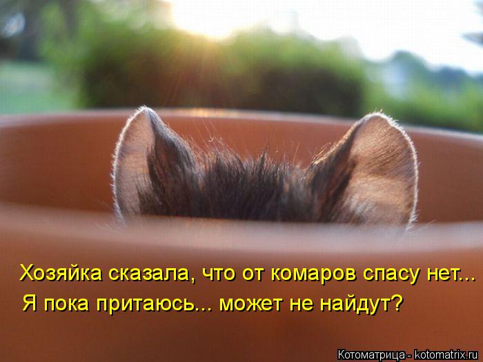 Хозяйка сказала, что от комаров спасу нет... Я пока притаюсь... может не найдут?... Котоматрица: Хозяйка сказала, что от комаров спасу нет... Я пока притаюсь... может не найдут?
