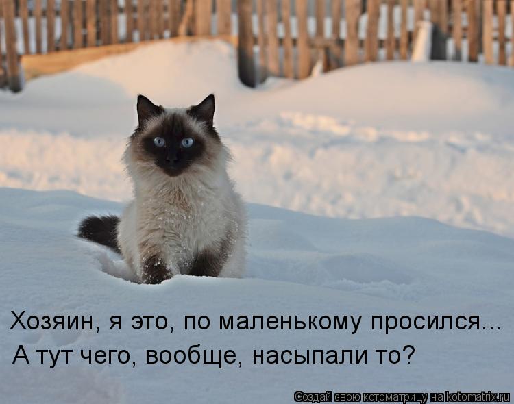 Хозяин, я это, по маленькому просился... А тут чего, вообще, насыпали то?... Котоматрица: Хозяин, я это, по маленькому просился... А тут чего, вообще, насыпали то?