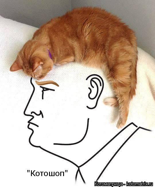 "Котошоп"... Котоматрица: "Котошоп"
