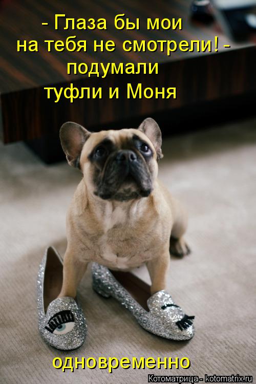 - Глаза бы мои на тебя не смотрели! - подумали туфли и Моня одновременно... Котоматрица: - Глаза бы мои на тебя не смотрели! - подумали туфли и Моня одновременно