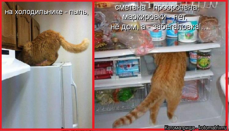 на холодильнике - пыль, сметана - просрочена, маркировки - нет, не дом, а - забегаловка!..... Котоматрица: на холодильнике - пыль, сметана - просрочена, маркировки - нет, не дом, а - забегаловка!..