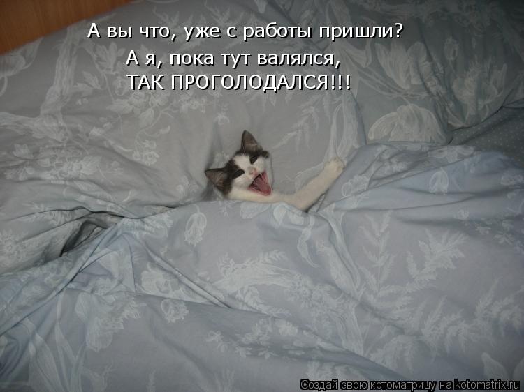 А вы что, уже с работы пришли? А я, пока тут валялся, ТАК ПРОГОЛОДАЛСЯ!!!... Котоматрица: А вы что, уже с работы пришли? А я, пока тут валялся, ТАК ПРОГОЛОДАЛСЯ!!!