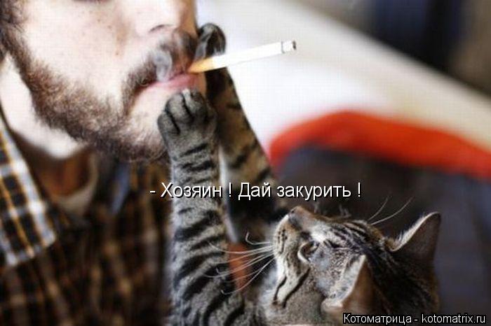 - Хозяин ! Дай закурить !... Котоматрица: - Хозяин ! Дай закурить !