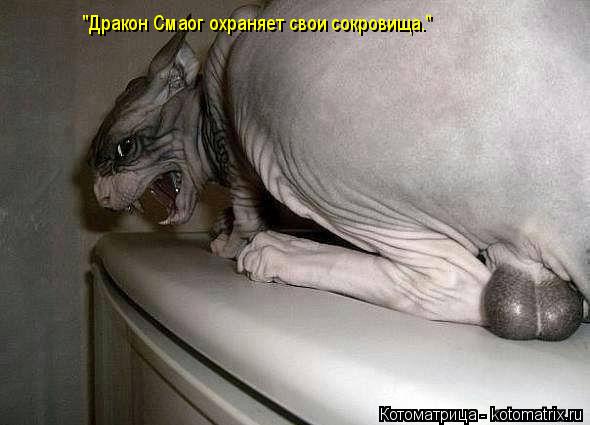 "Дракон Смаог охраняет свои сокровища."... Котоматрица: "Дракон Смаог охраняет свои сокровища."