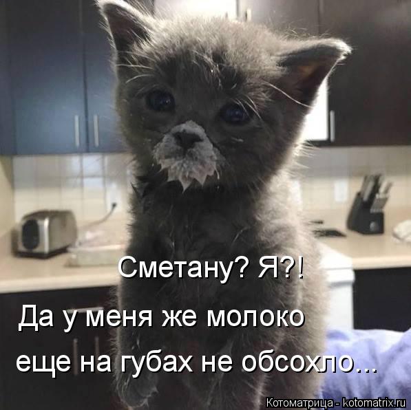 Сметану? Я?! Да у меня же молоко еще на губах не обсохло...... Котоматрица: Сметану? Я?! Да у меня же молоко еще на губах не обсохло...