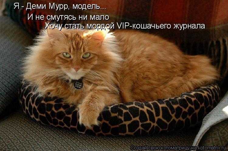 Котоматрица: И не смутясь ни мало Хочу стать мордой VIP-кошачьего журнала Я - Деми Мурр, модель...