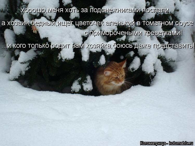 хорошо,меня хоть за подснежниками послали, а хозаин,бедный,ищет цветочек аленький в томатном соусе с ... Котоматрица: хорошо,меня хоть за подснежниками послали, а хозаин,бедный,ищет цветочек аленький в томатном соусе с приморочеными креветками! ...и кого тол
