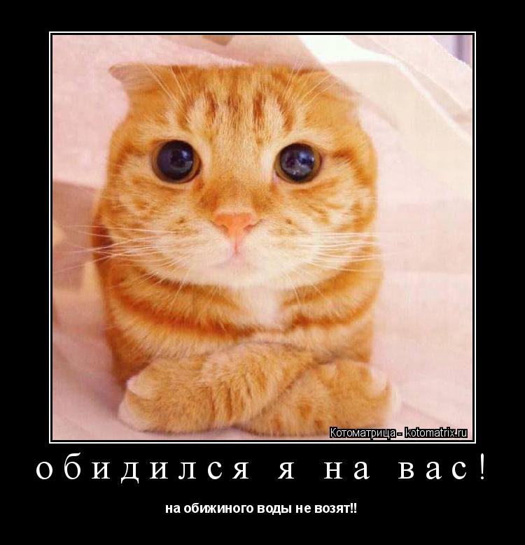 обидился я на вас! на обижиного воды не возят!!... Котоматрица: обидился я на вас! на обижиного воды не возят!!