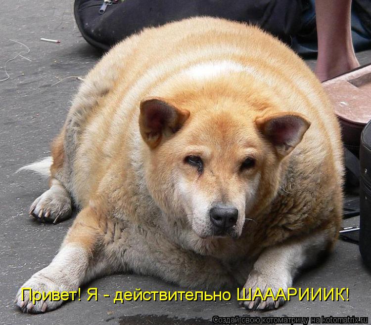 Котоматрица: Привет! Я - действительно ШАААРИИИК!