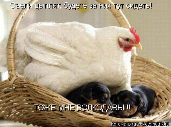 Съели цыплят, будете за них тут сидеть! ТОЖЕ МНЕ ВОЛКОДАВЫ!!!... Котоматрица: Съели цыплят, будете за них тут сидеть! ТОЖЕ МНЕ ВОЛКОДАВЫ!!!