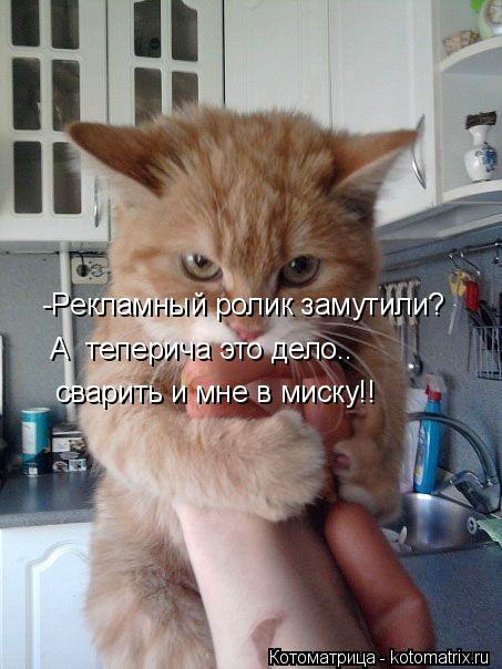 -Рекламный ролик замутили? А теперича это дело.. сварить и мне в миску!!... Котоматрица: -Рекламный ролик замутили? А теперича это дело.. сварить и мне в миску!!