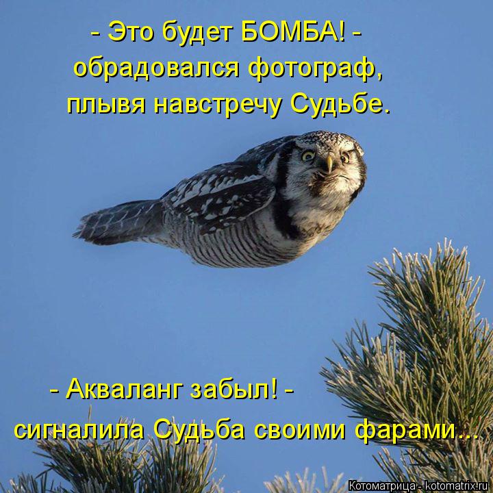 Котоматрица: - Это будет БОМБА! - обрадовался фотограф, плывя навстречу Судьбе. - Акваланг забыл! - сигналила Судьба своими фарами...