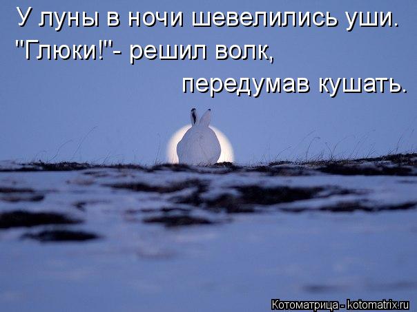 У луны в ночи шевелились уши. передумав кушать. "Глюки!"- решил волк,... Котоматрица: У луны в ночи шевелились уши. передумав кушать. "Глюки!"- решил волк,