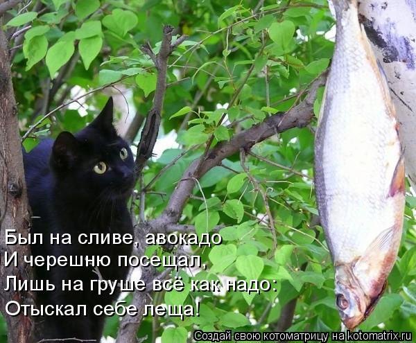 Был на сливе, авокадо И черешню посещал, Лишь на груше всё как надо: Отыскал себе леща!... Котоматрица: Был на сливе, авокадо И черешню посещал, Лишь на груше всё как надо: Отыскал себе леща!