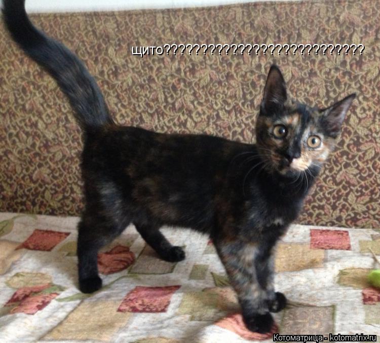 щито???????????????????????????... Котоматрица: щито???????????????????????????