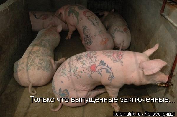 Только что выпущенные заключенные...... Котоматрица: Только что выпущенные заключенные...