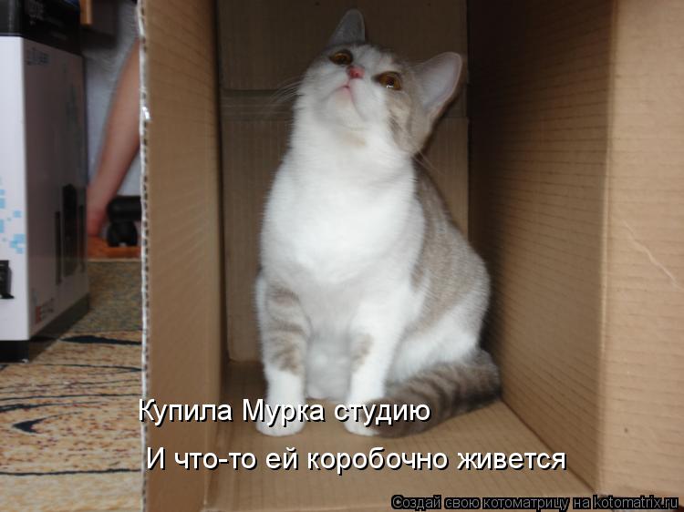 Котоматрица: Купила Мурка студию И что-то ей коробочно живется