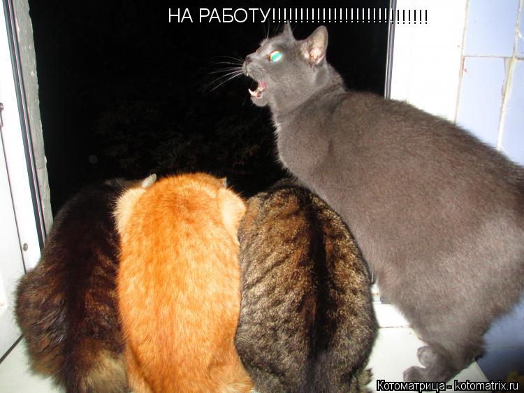 Котоматрица: НА РАБОТУ!!!!!!!!!!!!!!!!!!!!!!!!!!!!