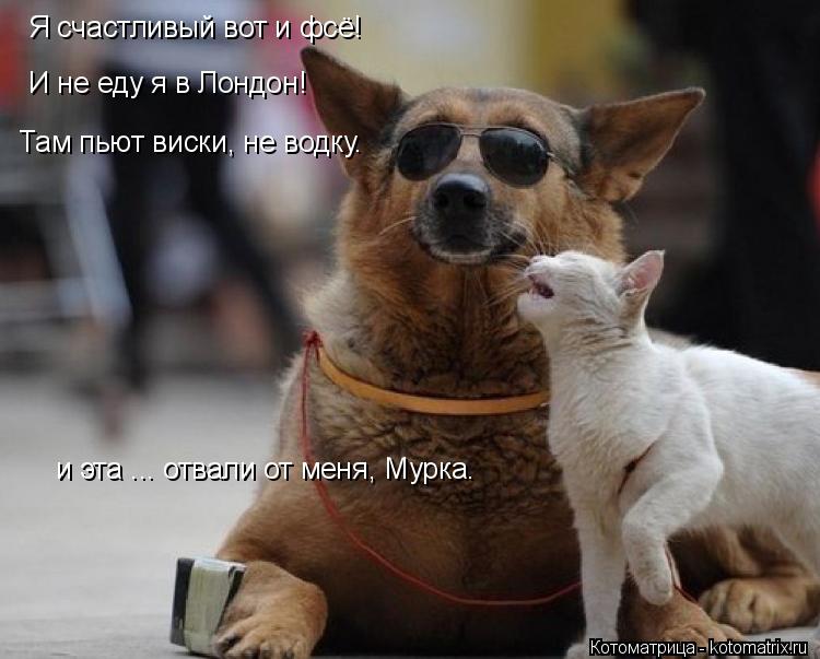 Котоматрица: Я счастливый вот и фсё! И не еду я в Лондон! Там пьют виски, не водку. и эта ... отвали от меня, Мурка.