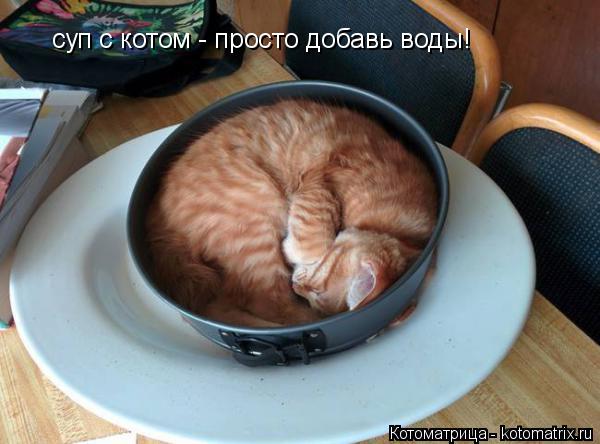 Котоматрица: суп с котом - просто добавь воды!