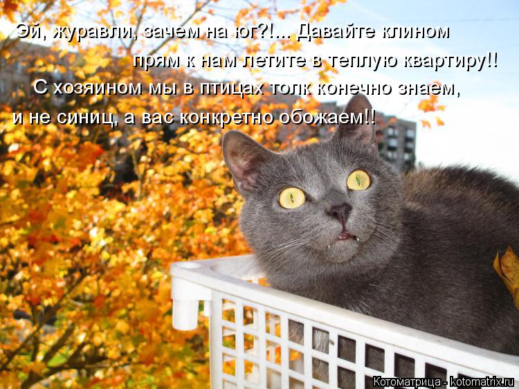 Котоматрица: Эй, журавли, зачем на юг?!... Давайте клином прям к нам летите в теплую квартиру!! С хозяином мы в птицах толк конечно знаем, и не синиц, а вас ко