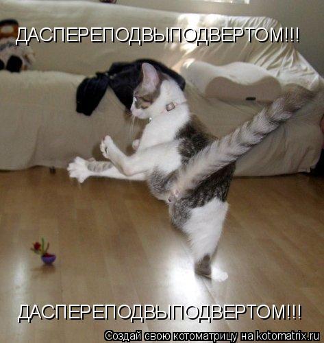 Котоматрица: ДАСПЕРЕПОДВЫПОДВЕРТОМ!!! ДАСПЕРЕПОДВЫПОДВЕРТОМ!!!