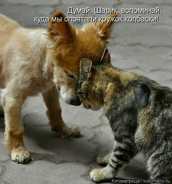 Думай, Шарик, вспоминай, куда мы спрятали кружок колбаски!... Котоматрица: Думай, Шарик, вспоминай, куда мы спрятали кружок колбаски!