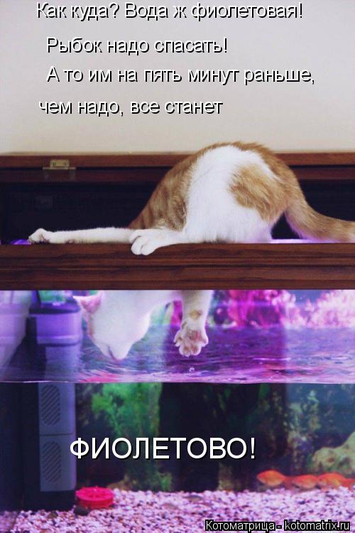 Как куда? Вода ж фиолетовая! Рыбок надо спасать! А то им на пять минут раньше, чем надо, все станет ... Котоматрица: Как куда? Вода ж фиолетовая! Рыбок надо спасать! А то им на пять минут раньше, чем надо, все станет ФИОЛЕТОВО!