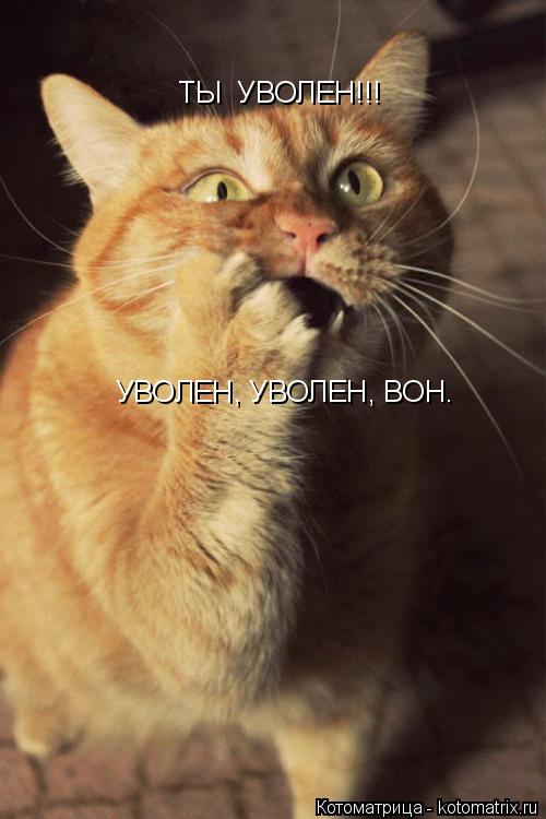ТЫ УВОЛЕН!!! УВОЛЕН, УВОЛЕН, ВОН.... Котоматрица: ТЫ УВОЛЕН!!! УВОЛЕН, УВОЛЕН, ВОН.
