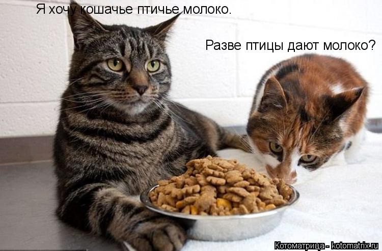 Я хочу кошачье птичье молоко. Разве птицы дают молоко?... Котоматрица: Я хочу кошачье птичье молоко. Разве птицы дают молоко?