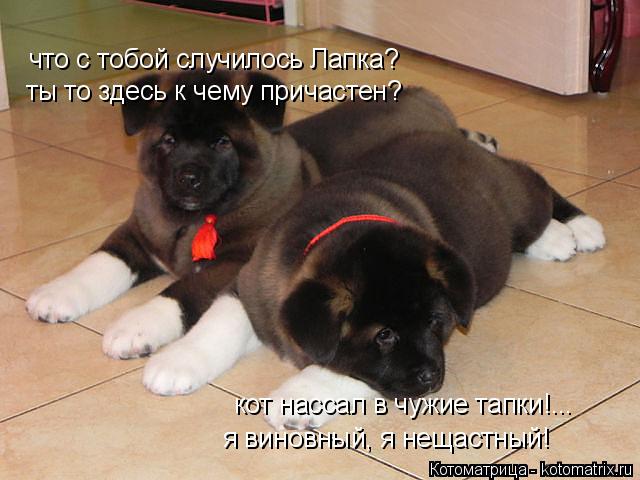 что с тобой случилось Лапка? кот нассал в чужие тапки!... ты то здесь к чему причастен? я виновный, я... Котоматрица: что с тобой случилось Лапка? кот нассал в чужие тапки!... ты то здесь к чему причастен? я виновный, я нещастный!