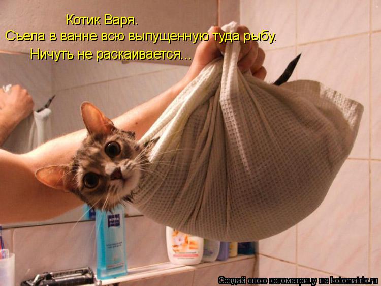 Котик Варя. Съела в ванне всю выпущенную туда рыбу. Ничуть не раскаивается...... Котоматрица: Котик Варя. Съела в ванне всю выпущенную туда рыбу. Ничуть не раскаивается...