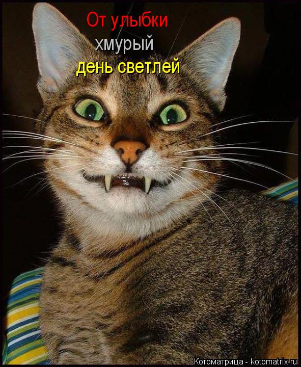 От улыбки хмурый день светлей... Котоматрица: От улыбки хмурый день светлей